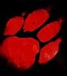 Bloodpaw's Avatar